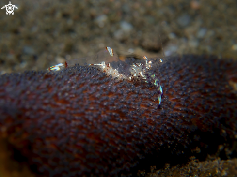 A Ancylomenes holthuisi (Bruce, 1969) | Shrimp