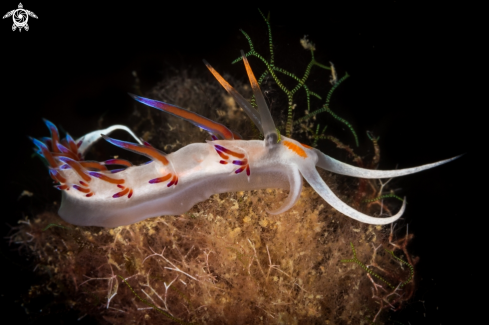 A Cratena peregrina nudibranch