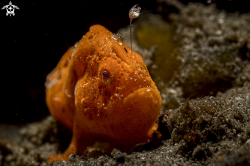 A Antennarius pictus | Painted frogfish