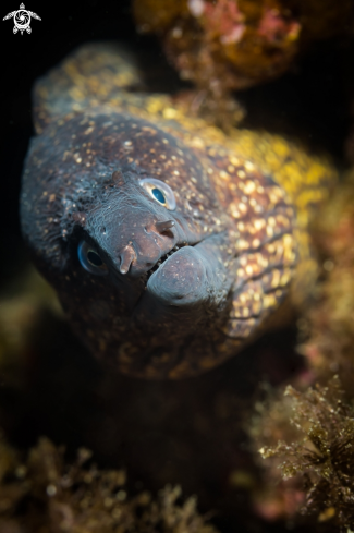 A Muraena helena | Moray eel