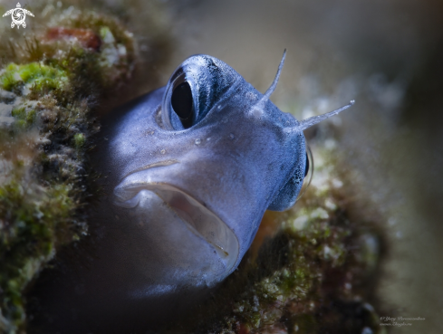 Sad blenny