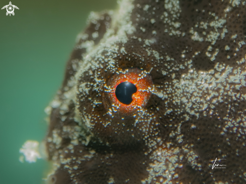 A Frogfish