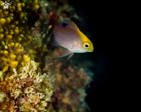 A Coral fish