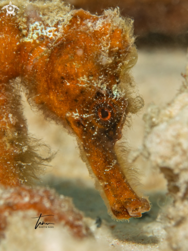 A Hippocampus reidi | Seahorse