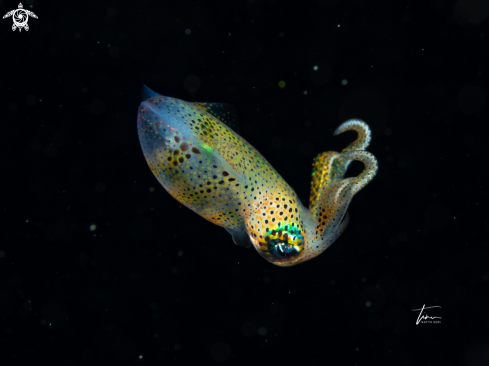 A Sepioteuthis sepioidea | Caribbean Reef Squid