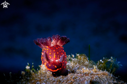 A Nembrotha sp. | NUDIBRANCH