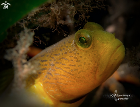 A Yellow Goby