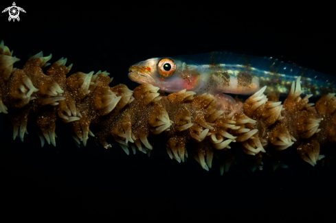 A Coral fish