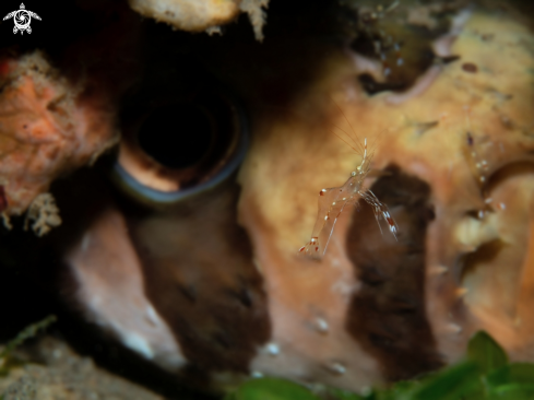 A Urocaridella sp | Shrimp