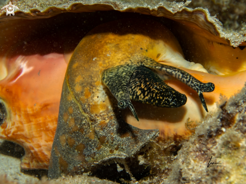 A Queen Conch