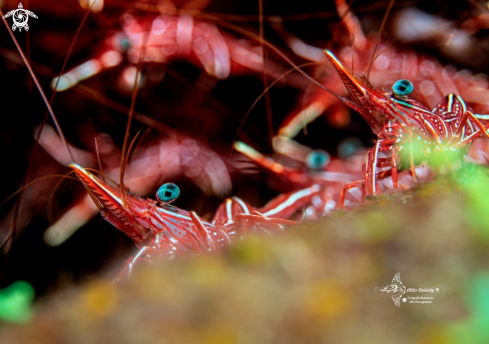 A Camel Shrimp (4-5cm)