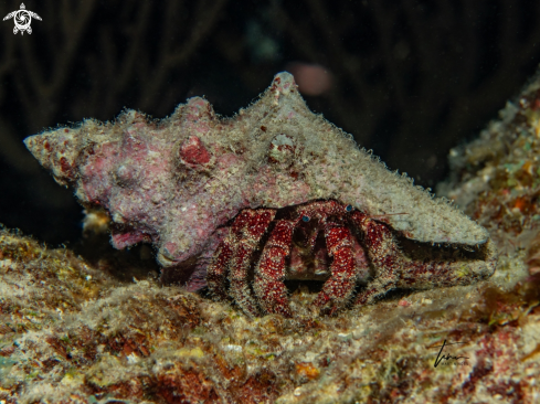 A White spotted Hermitcrab