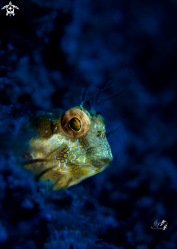 Seaweed blenny 