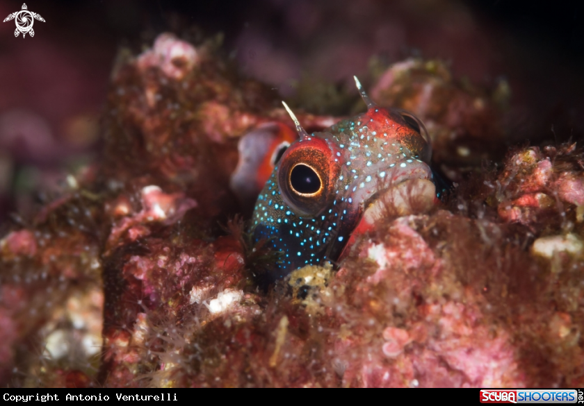 A Mexican tube blenny
