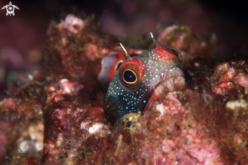 A Mexican tube blenny