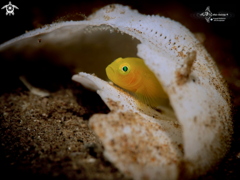 A Yellow Pygmy Goby