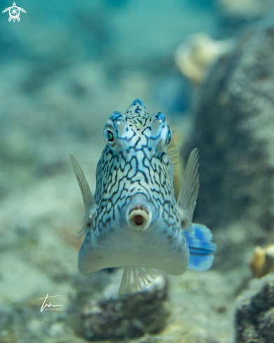 A Honeycomb Cowfish