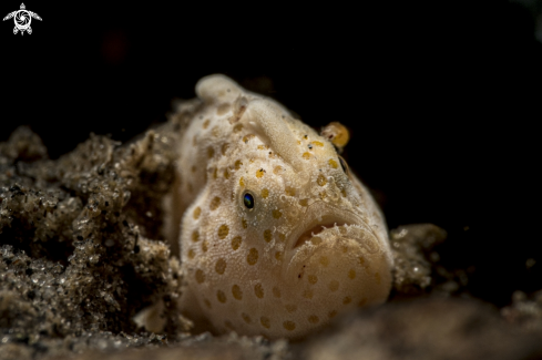 A Antennarius pictus | Painted Frogfish