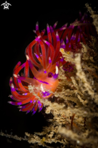 A Flabellina rubrolineata nudibranch | Flabellina nudibranch