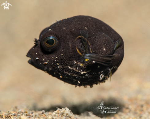 A Starry Puffer Fish Juvenile