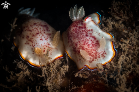 A Chromodoris trimarginata nudibranch