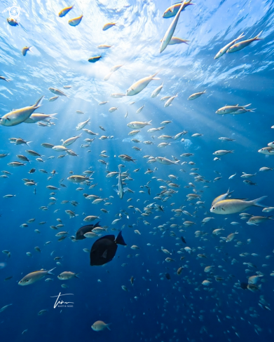 A Brown Chromis