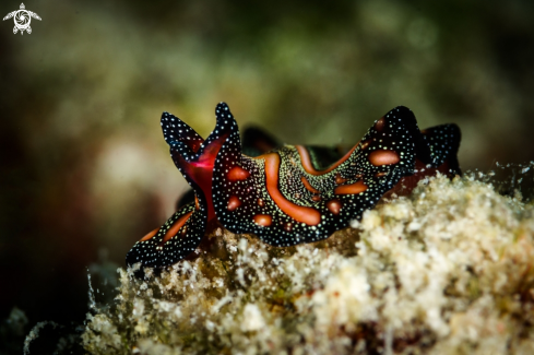 A Pseudobiceros bedfordi | Persian carpet