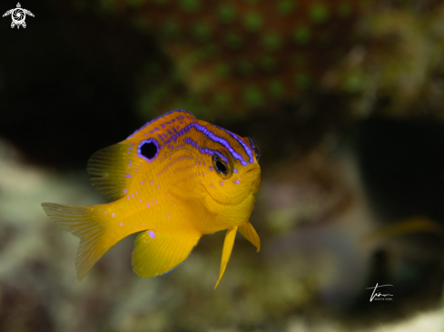 A Longfin Damselfish