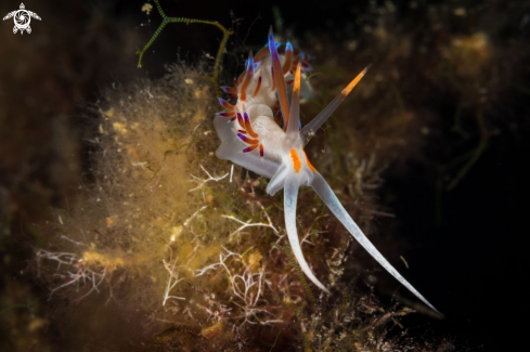 A Cratena peregrina nudibranch | Sea slug