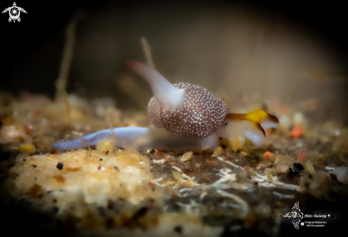 A Colpodaspis sp | Sea Slug