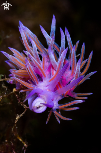 A Flabellina affinis nudibranch | Flabellina nudibranch