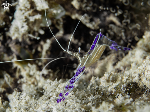 A Ancylomenes pedersoni | Pedersons Cleanershrimp