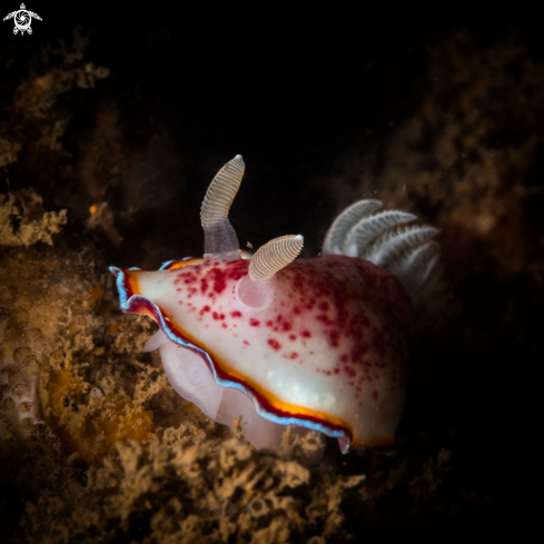 A Chromodoris trimarginata nudibranch | Chromodoris trimarginata nudibranch