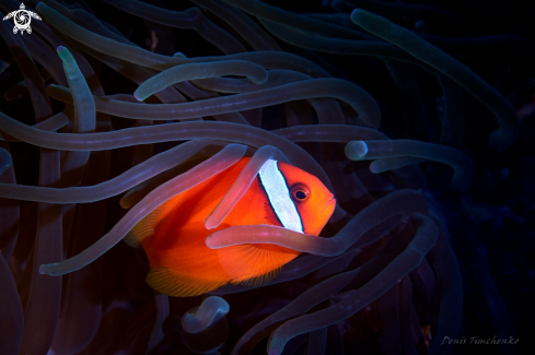 A ANEMONFISH