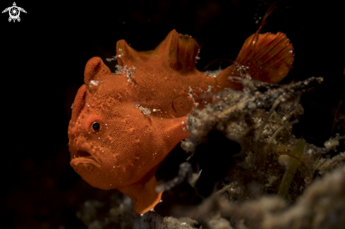 A Painted frogfish