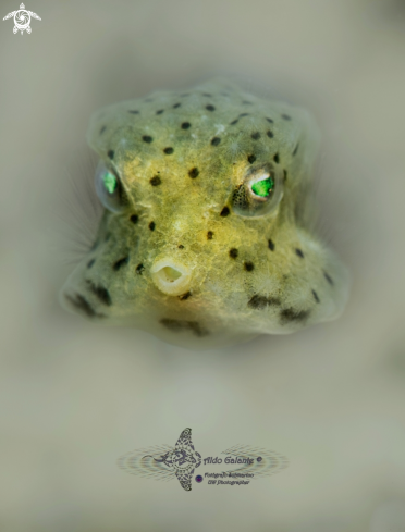 A Rhynchostracion nasus (Bloch, 1785)  | Short Nose  Boxfish juvenil.