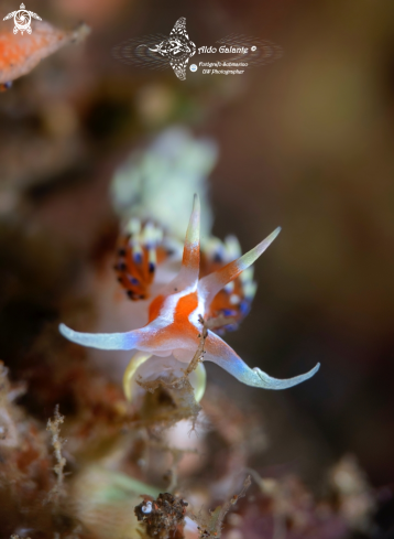 A Nudibranch