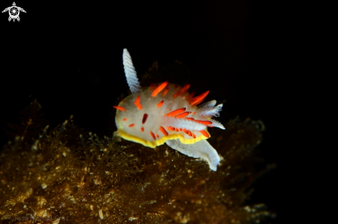 A Nudibranch