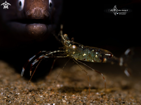 A Urocaridella sp | Shrimp