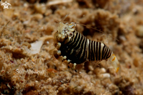 A bumblebee shrimp