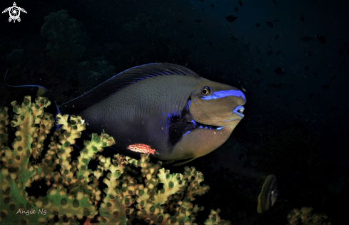 A BLUE TRIGGERFISH