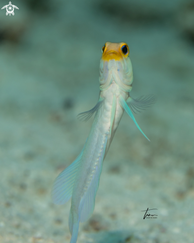 A Opistognathus aurifrons | Yellowhead Jawfish