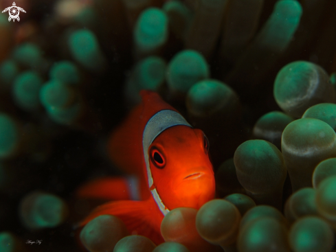  ANEMONEFISH