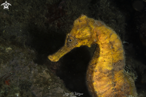 A Longsnout seahorse