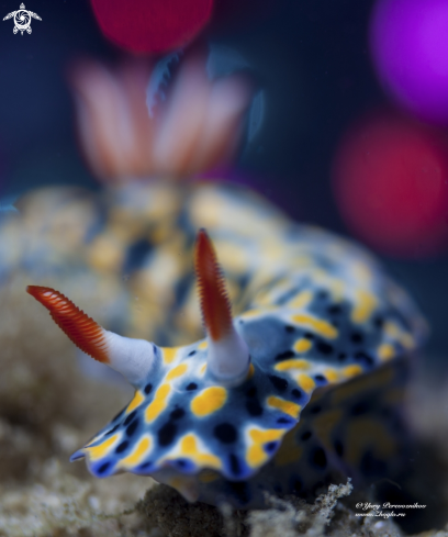 Hypselodoris infucata