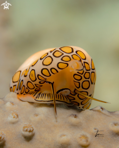 A Flamingo tongue