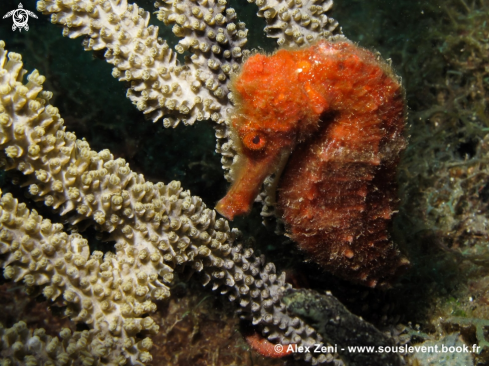 A long nose seahorse