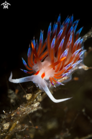 A Cratena peregrina nudibranch | Cratena nudibranch 