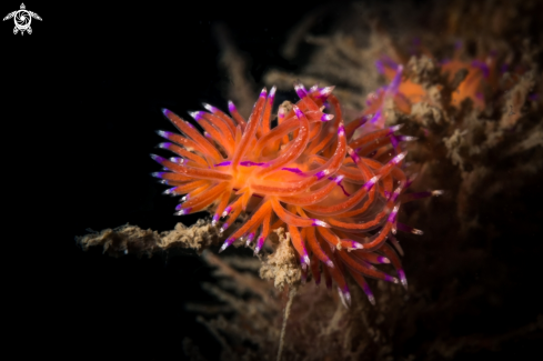 A Flabellina rubrolineata | Flabellina nudibranch