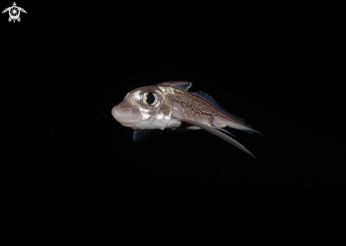 A Ghost shark 